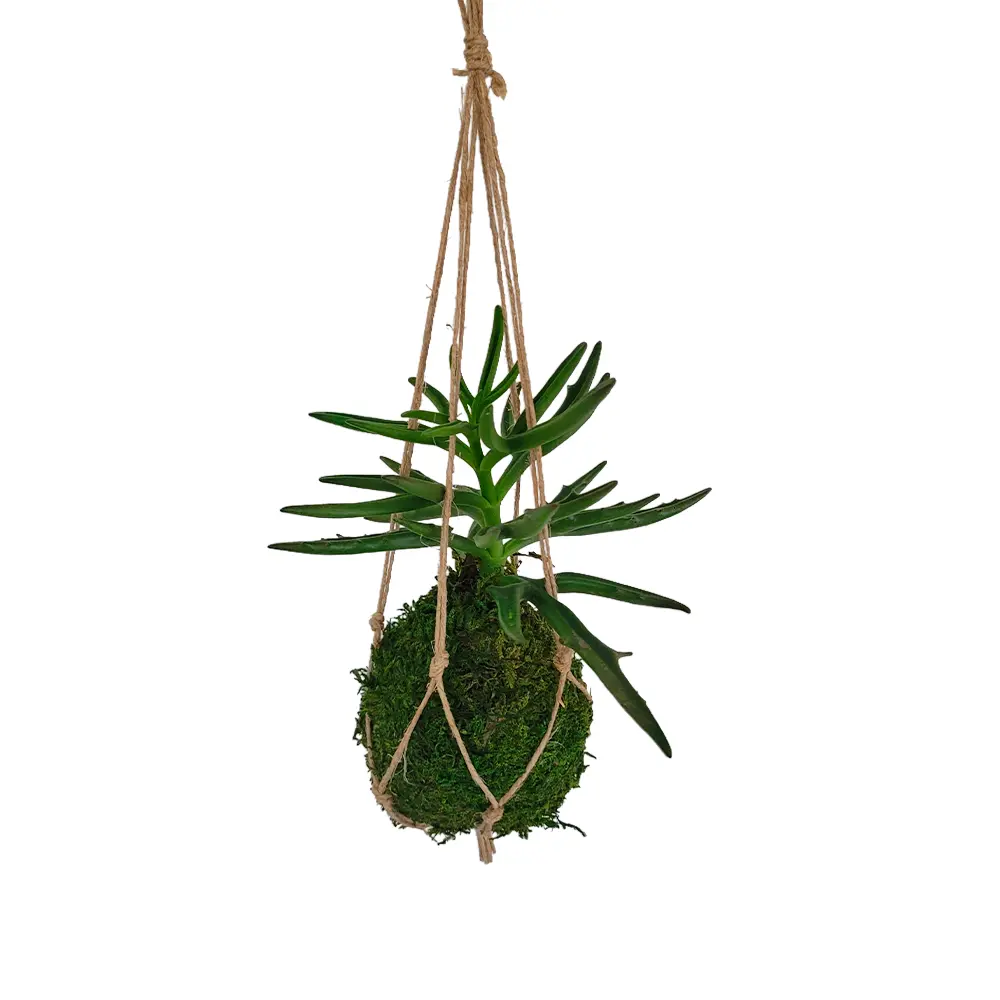 Kokedama Succulente Kalanchoe