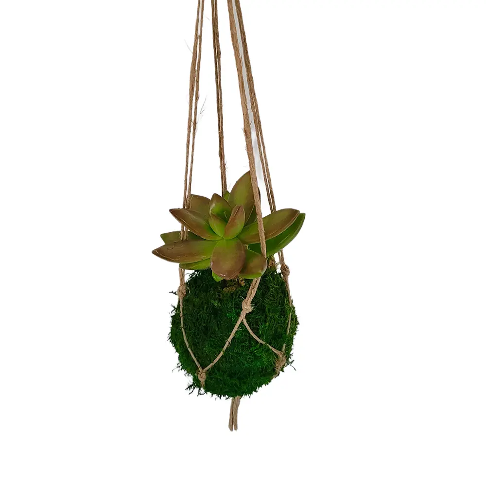 Kokedama Succulente Sedum