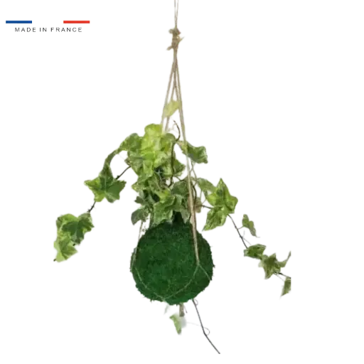 [25-kokedama-Lierre] Kokedama Lierre